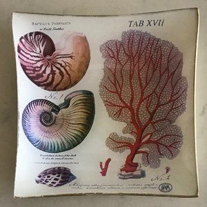 Michel Design Seashell Botanical Jewelry Soap Dish